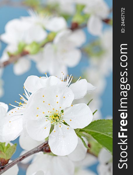 White cherry tree, Prunus sp., blossom on a tree branch. White cherry tree, Prunus sp., blossom on a tree branch