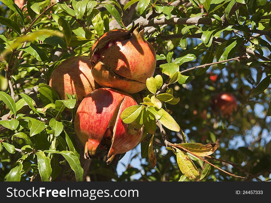 Pomegranates hanging on a branch