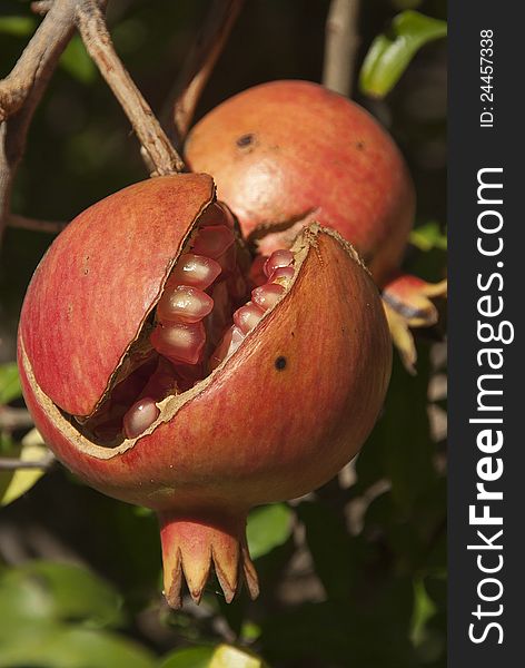 Pomegranates hanging on a branch