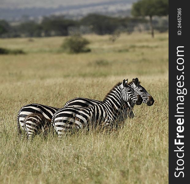 Burchell's Zebra herd enjoying the lush Tanzanian grasses. Burchell's Zebra herd enjoying the lush Tanzanian grasses.