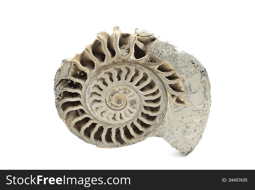 A cross section of an ammonite fossil on white background