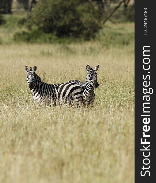 Burchell's Zebras, always on the look out for predators. Burchell's Zebras, always on the look out for predators