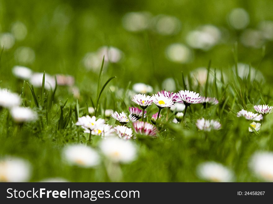 Daisies In The Grass