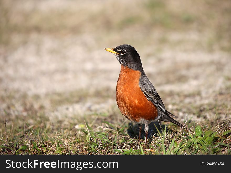 Close up shot of small Robin bird on the ground