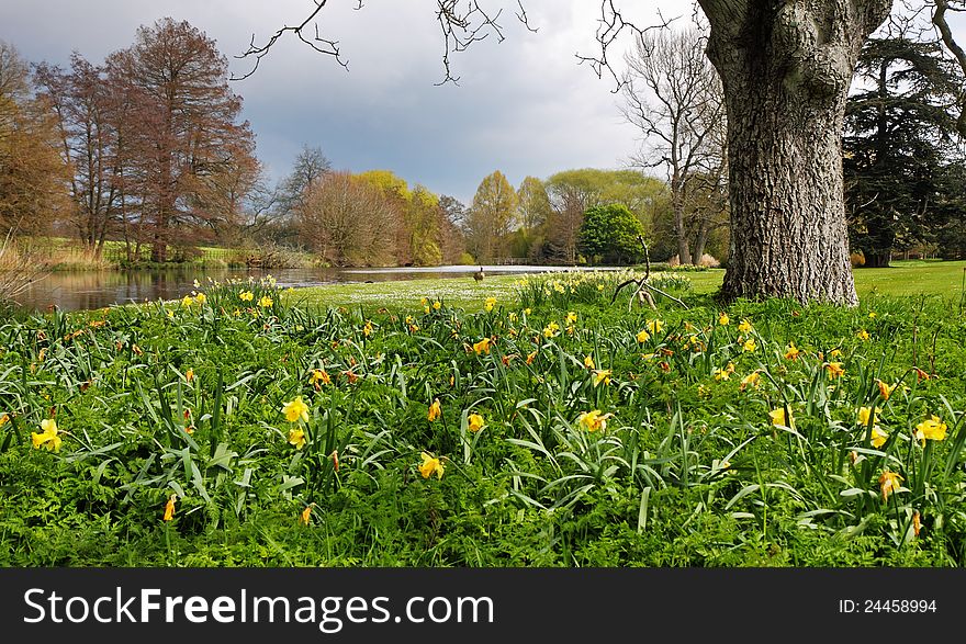 Arrival of Spring in an English Park with lake and masses of Daffodils