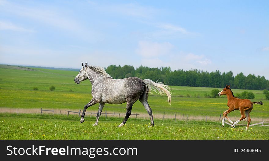 Trakehner grey mare with chestnut foal runs gallop in pasture at summer. Trakehner grey mare with chestnut foal runs gallop in pasture at summer.