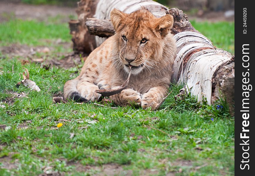 A lion cub playing with a stick while lying in the short grass next to a log.