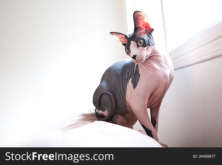 This picture is of a Sphinx Cat sitting on the back of a sofa with a window in the background. This picture is of a Sphinx Cat sitting on the back of a sofa with a window in the background.