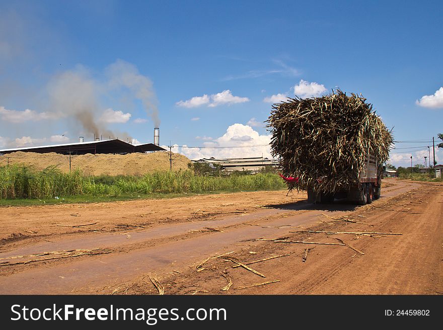 Cane Trucks To Sugar Factory