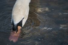 Swan Royalty Free Stock Images