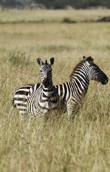 Burchell S Zebras Stock Photos Burchell S Zebras Stock Photos