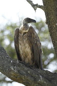 White-backed Vulture Royalty Free Stock Photo