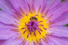 One Bee On Yellow Violet Lotus Closeup Royalty Free Stock Photo One Bee On Yellow Violet Lotus Closeup Royalty Free Stock Photo