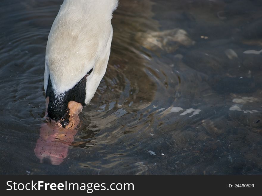 White swan drinking water from the river