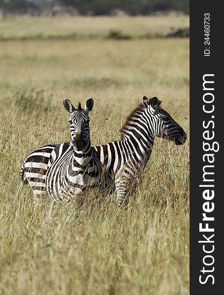 A pair of Burchell's Zebra standing in the long grass of the Serengeti Plains during the Great Migration. A pair of Burchell's Zebra standing in the long grass of the Serengeti Plains during the Great Migration.