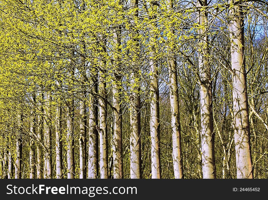 Springtime Trees
