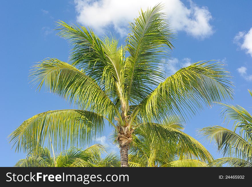 Palm Tree outside against a Blue Sky