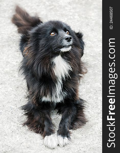 Homeless stray street dog with sad and devoted eyes