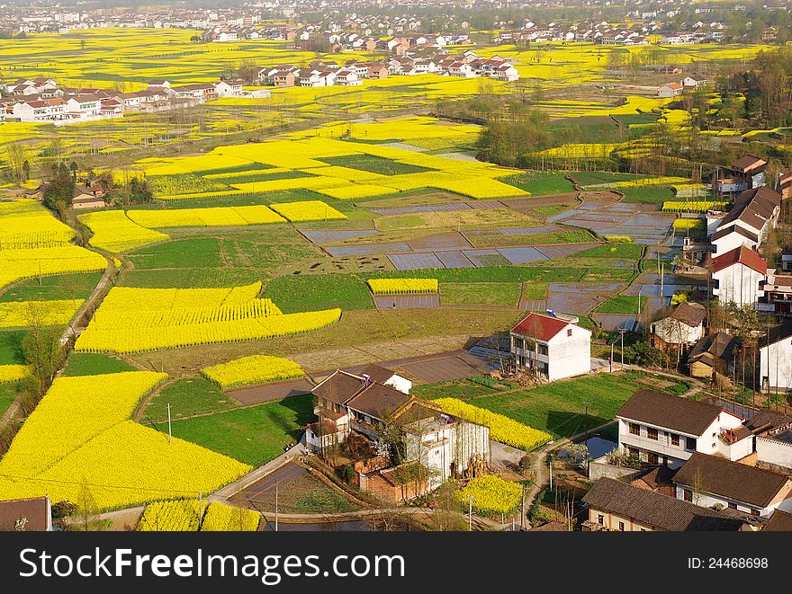 The new building village, large areas of rape flower field in hanzhong, shanxi, China. The new building village, large areas of rape flower field in hanzhong, shanxi, China.