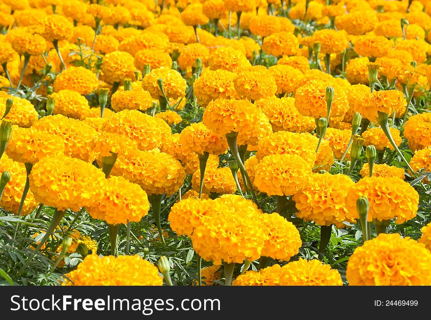 Partially close up view of orange flower field. Partially close up view of orange flower field