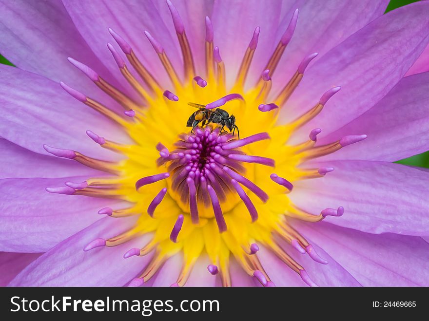 One bee on yellow violet lotus closeup