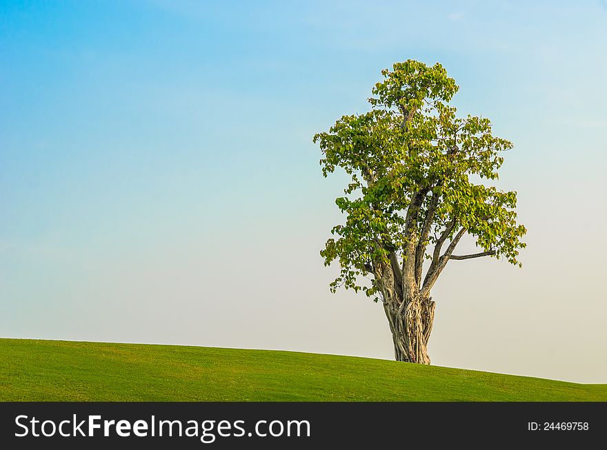 One tree on grass field in blue sky