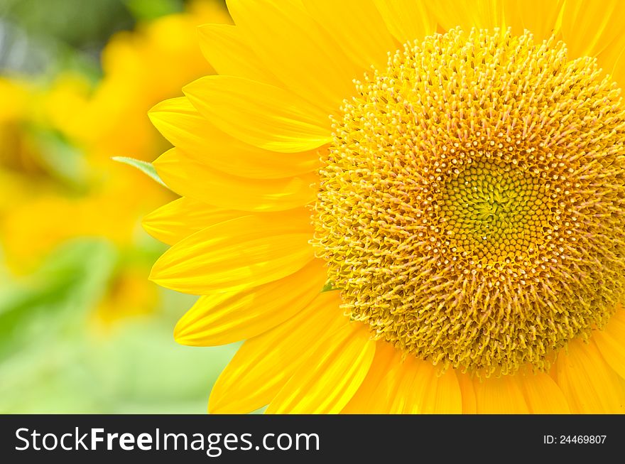 Partially close up view of sunflower. Partially close up view of sunflower