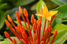 Close Up Bunch Of Red Ixora Flowers Royalty Free Stock Image Close Up Bunch Of Red Ixora Flowers Royalty Free Stock Image