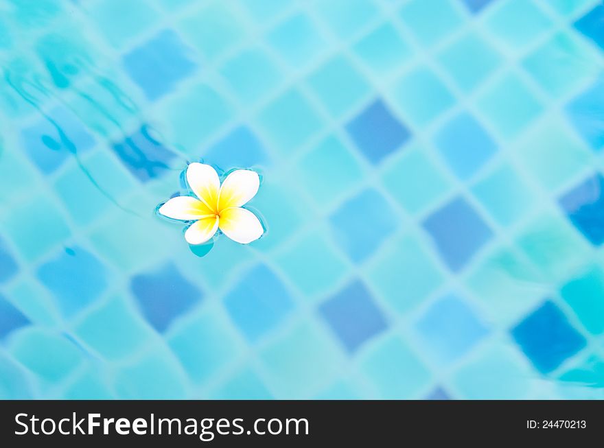 White flower on aqua blue water