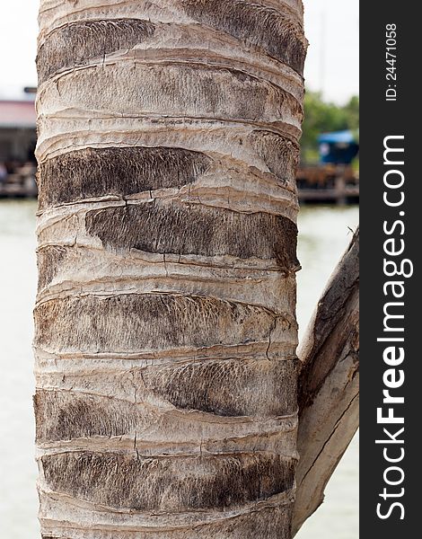 The body of the coconut tree texture