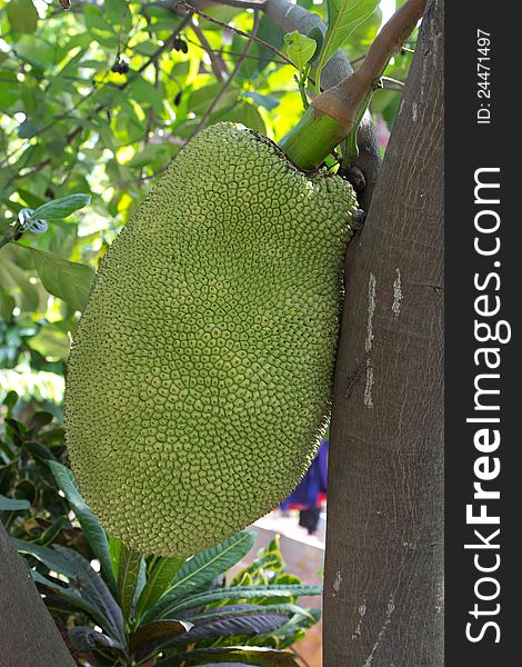Jack fruit in thailand native