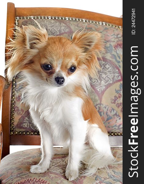 Portrait of a purebred puppy chihuahua sitting on an antique chair. Portrait of a purebred puppy chihuahua sitting on an antique chair