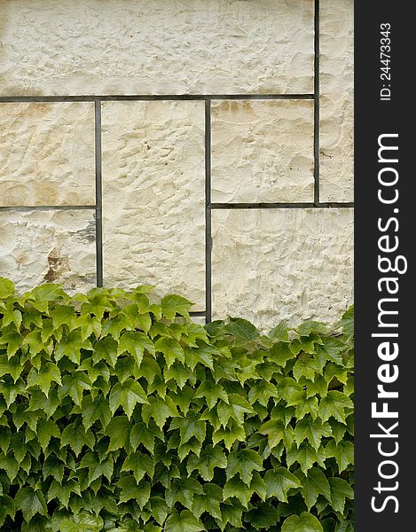 Stone wall dotted with wine plant