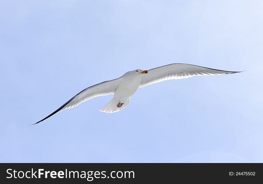 Flying seagull and blue sky