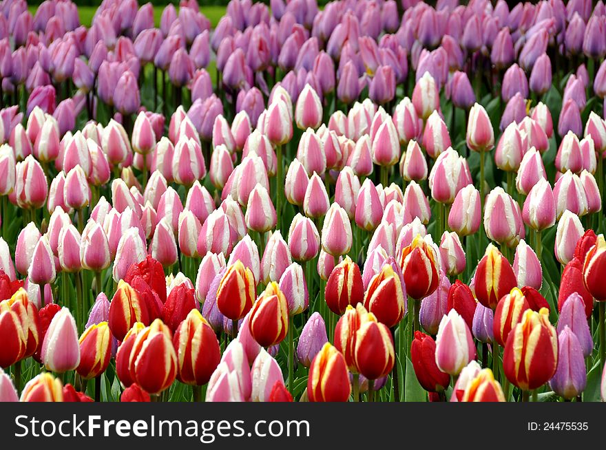 Tulips In Different Colors