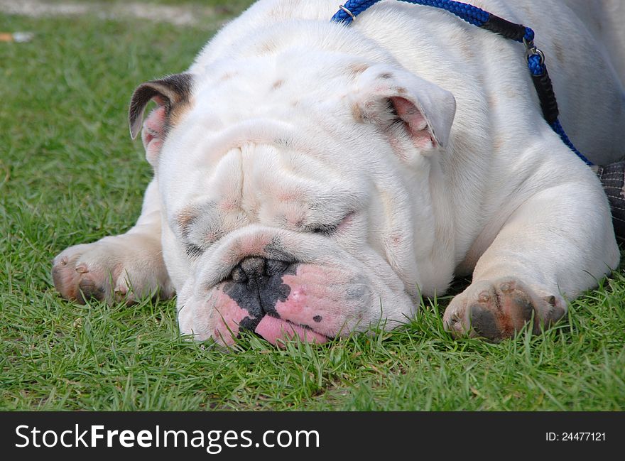 English bulldog standing in the grass. English bulldog standing in the grass