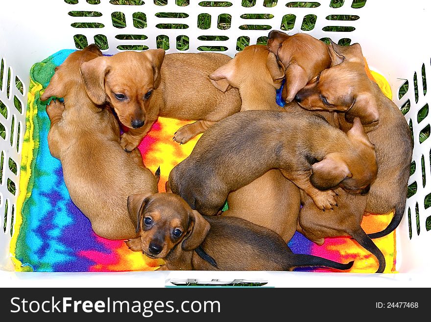 Basket Of Dachshund Pups