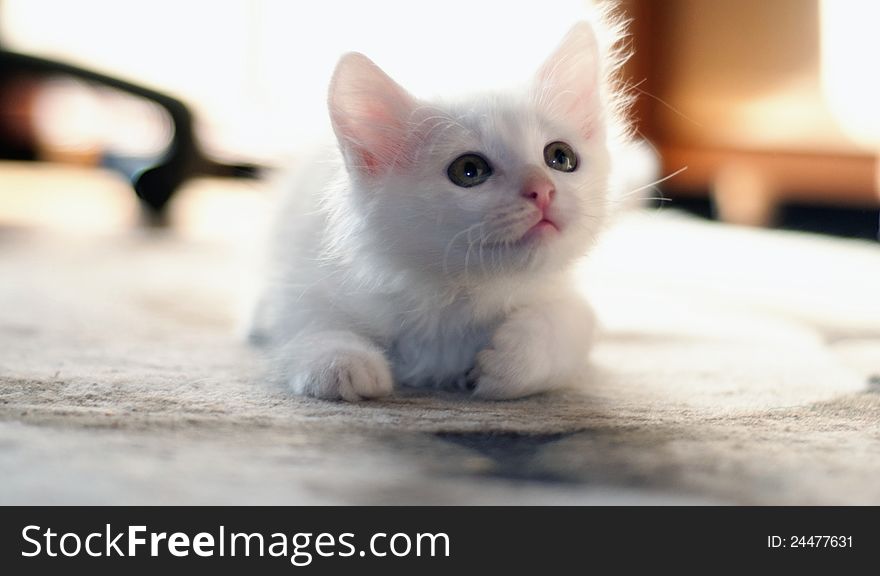 Beautiful white kitten looking human