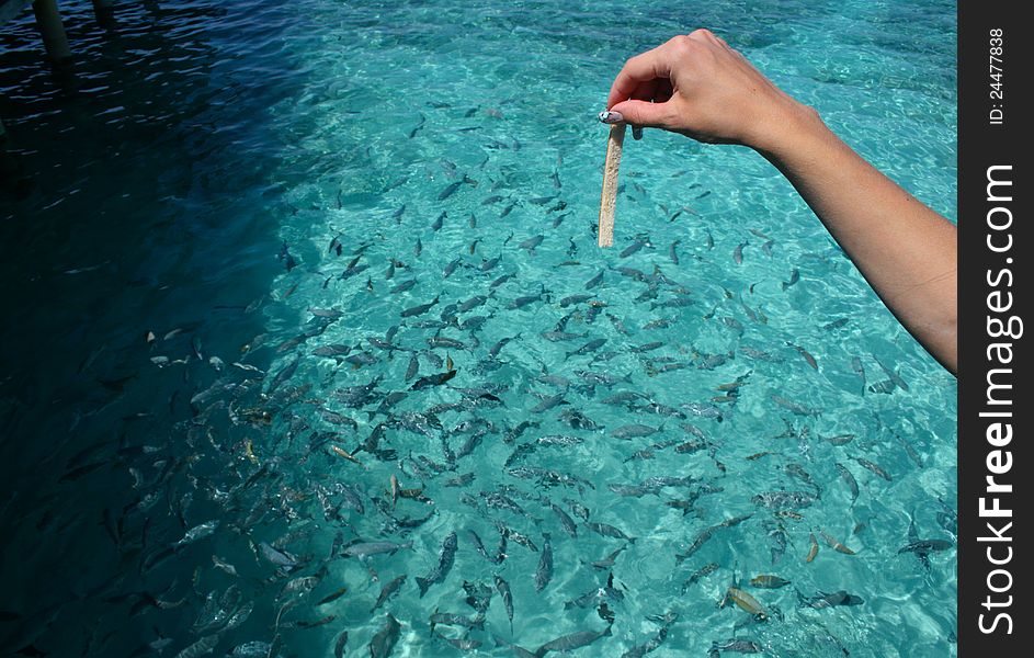 Feeding the fish in the Indian Ocean in the Maldives