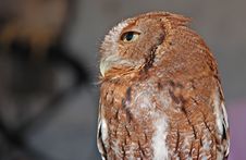 Eastern Screech Owl Red Stock Photo Eastern Screech Owl Red Stock Photo