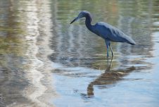 Little Blue Heron Wading In Water Stock Photos Little Blue Heron Wading In Water Stock Photos