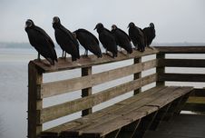 Black Vultures On Bench Stock Image Black Vultures On Bench Stock Image