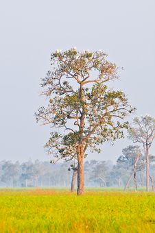 The White Birds On The Big Tree Stock Photo The White Birds On The Big Tree Stock Photo