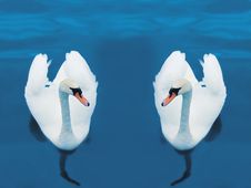 Swimming Swans Royalty Free Stock Images