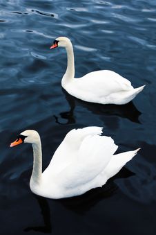 Swimming Swans Royalty Free Stock Photos Swimming Swans Royalty Free Stock Photos