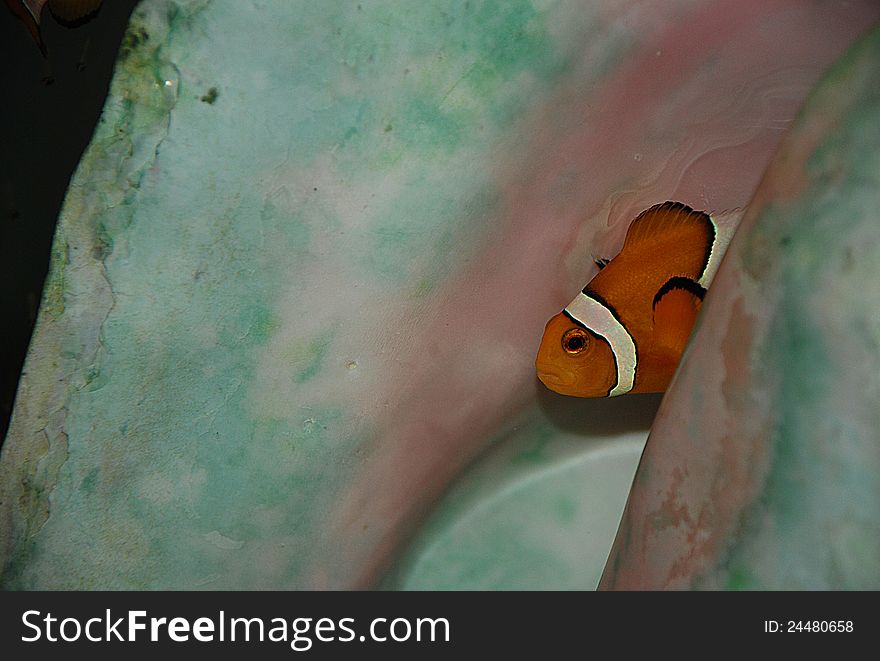 Tropical Clown Fish hiding in shell in aquarium. Tropical Clown Fish hiding in shell in aquarium