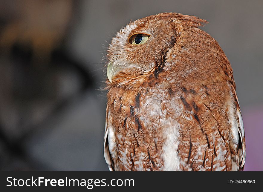 Eastern Screech Owl Red Showing it's profile