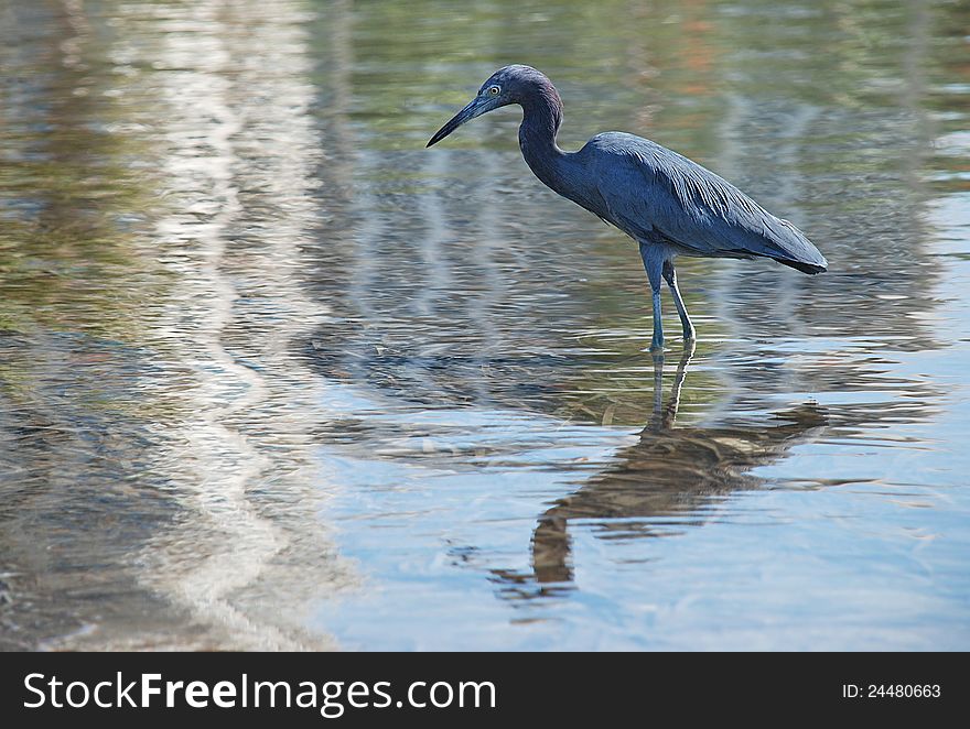 Little Blue Heron wading on Florida coast hunting for food. Little Blue Heron wading on Florida coast hunting for food