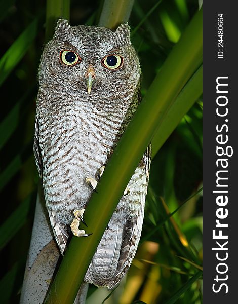 Young jevenile Great Horned Owl in Areca palm tree