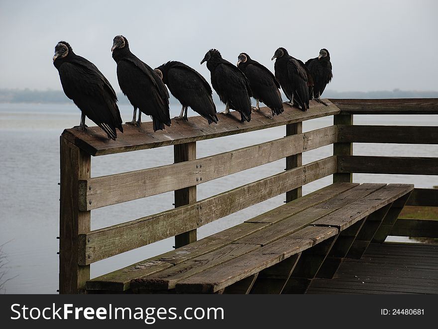 Seven black vultures lined up over a bench overlooking the water. Seven black vultures lined up over a bench overlooking the water